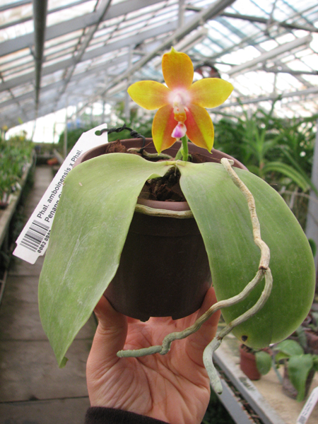 Phalaenopsis amboinensis x Phalaenopsis Penang Girl.jpg