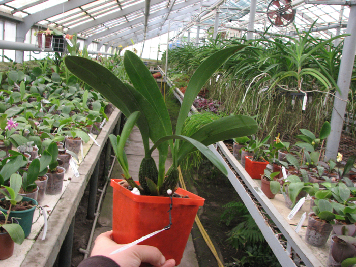 Odontoglossum praestans.jpg