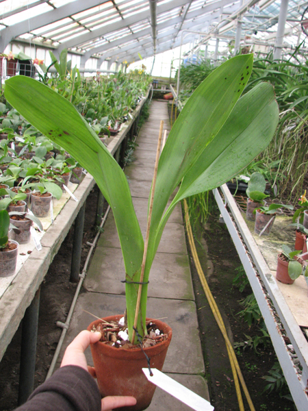 Maxillaria striata.jpg