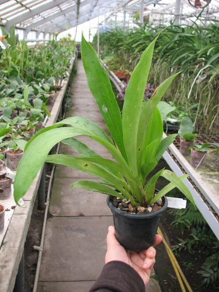 Chondranthes Andrea Niessen.jpg
