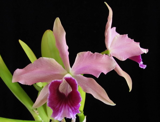 Laelia Pacavia (L. pupurata x L. tenebrosa)