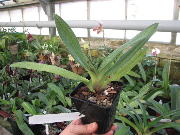 Paphiopedilum Gloria Naugle (rothschildianum x micranthum).jpg