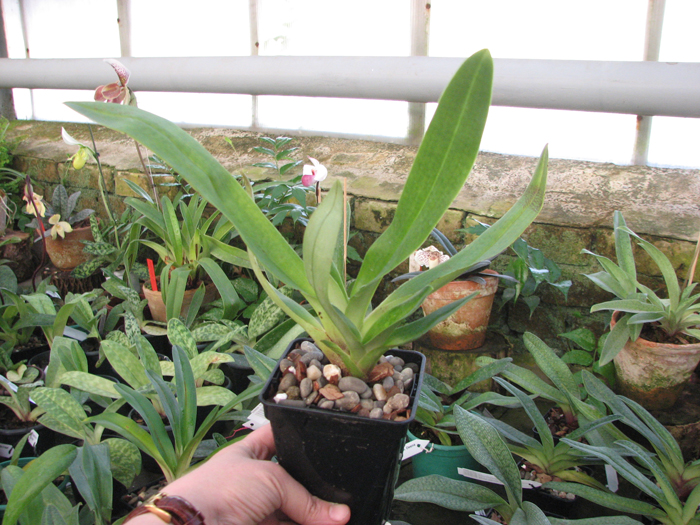 Paphiopedilum (Lady Isabel x godefroyae).jpg