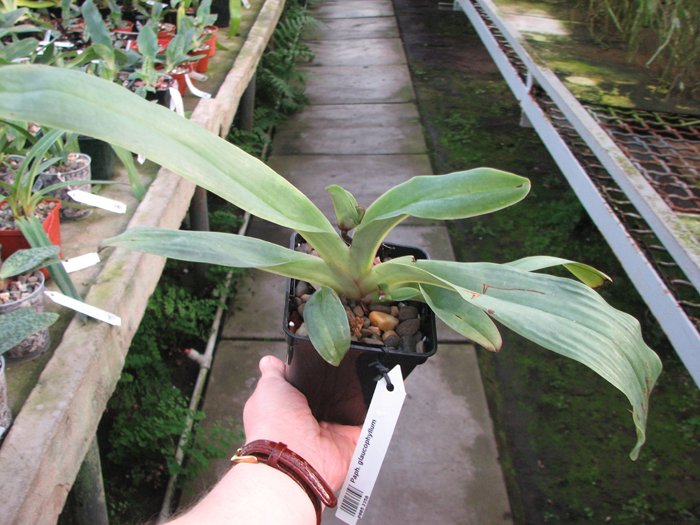 Paphiopedilum glaucophyllum.jpg
