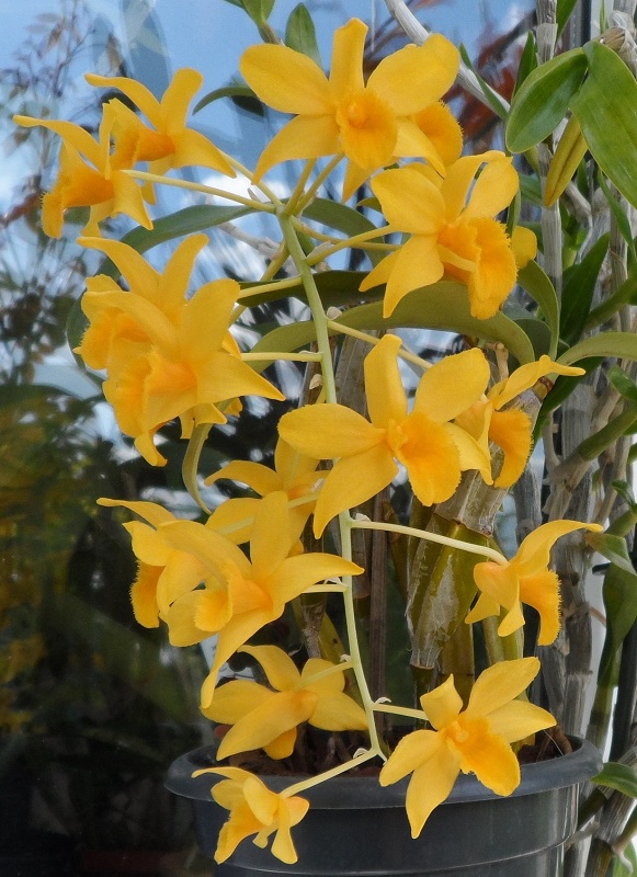 Dendrobium griffithianum.