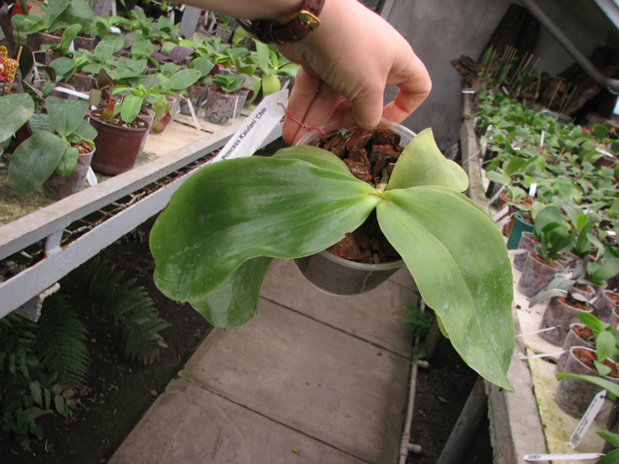 Phalaenopsis Princess Kaiulani 'Chin Yo'.jpg