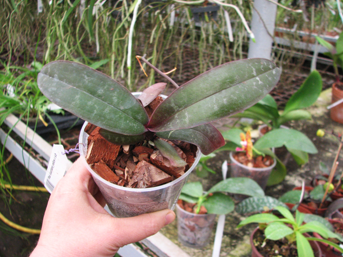 Phalaenopsis stuartiana yellow x sib.jpg
