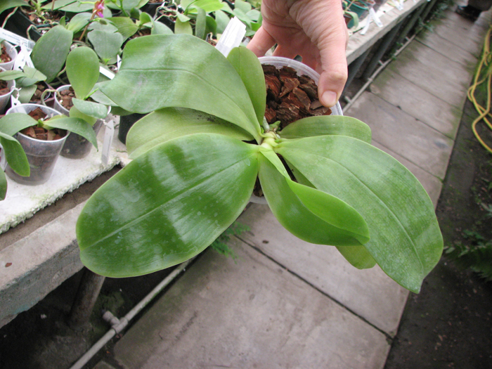 Phalaenopsis Samera 'Blue'.jpg