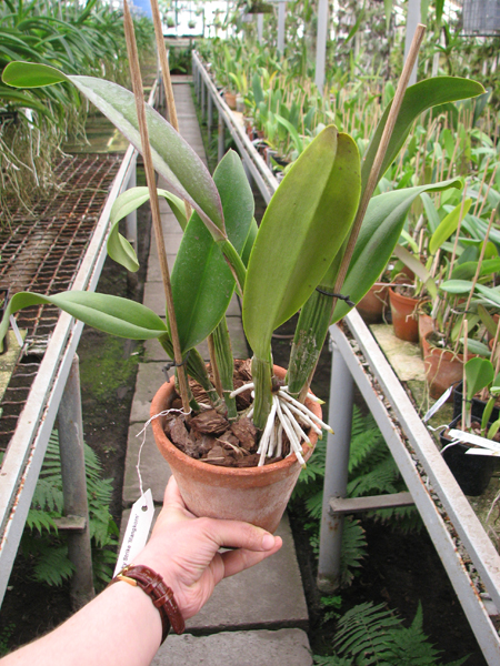 Brassolaeliocattleya Lucky Strike 'Mangkorn'.jpg