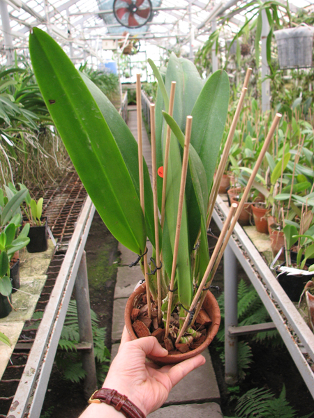 Cattleya warscewiczii.jpg