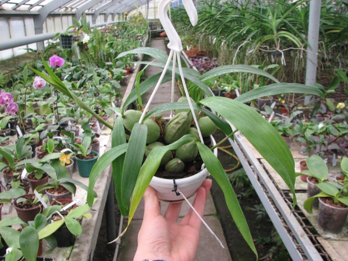 Coelogyne cristata.JPG