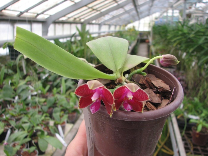 Phalaenopsis Coral Isles x Phalaenopsis corningiana.JPG