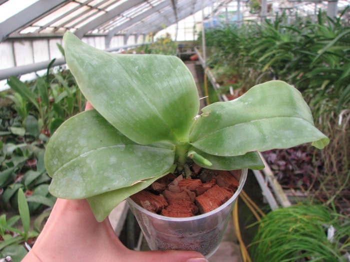 Phalaenopsis KS Happy Eagle 'LD' x Phalaenopsis bellina 'LD'.JPG