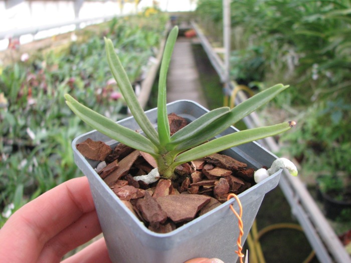 Angraecum didieri.JPG