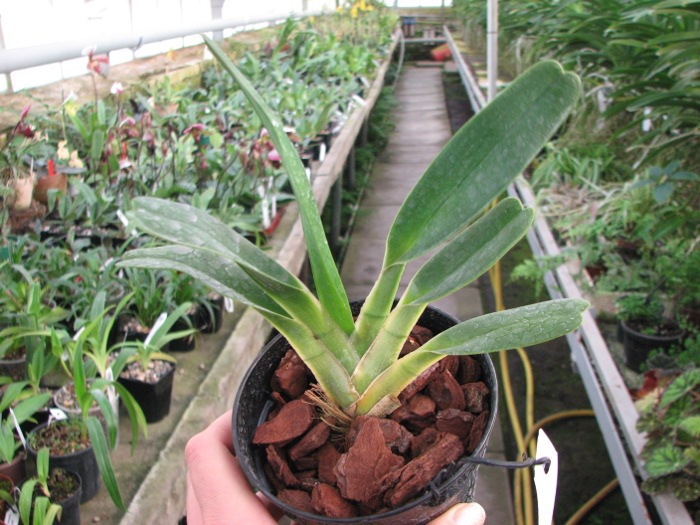 Angraecum magdalenae.JPG