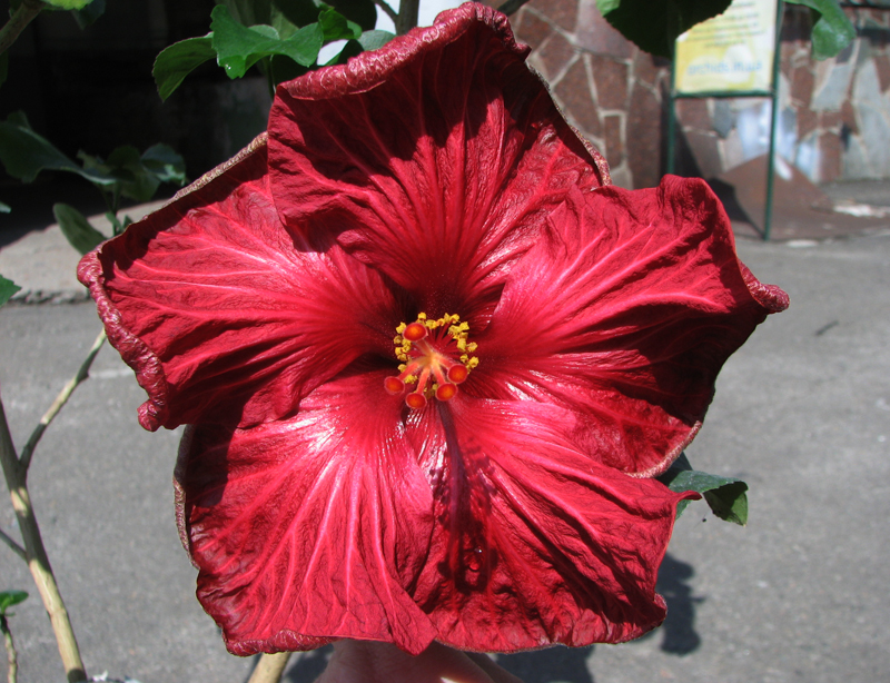 Hibiscus Dragon's Heart.jpg