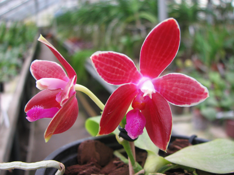 Phalaenopsis corningiana x Phalaenopsis Coral Isles.jpg