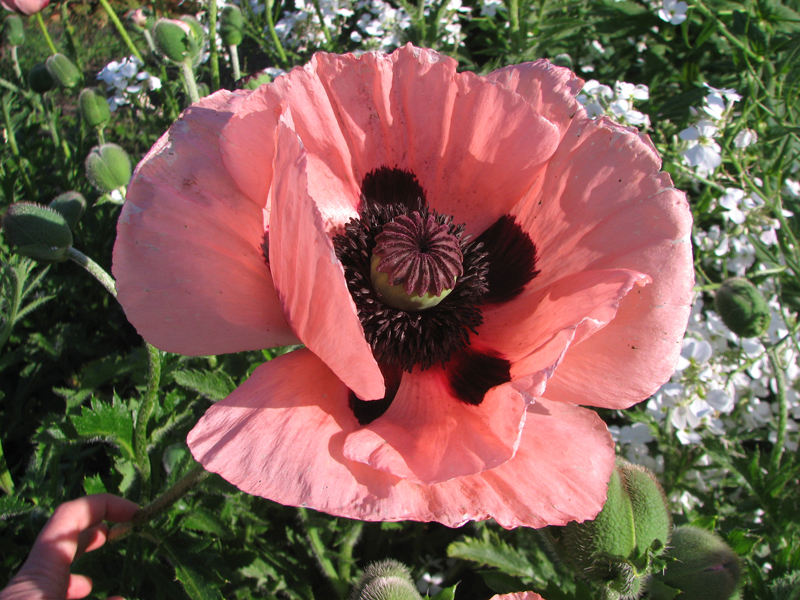 Papaver oriental Coral Reef.jpg