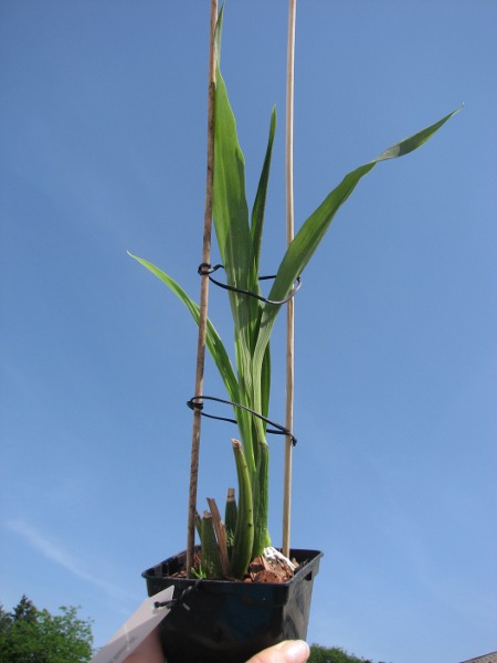 Zygopetalum 'Rhein Moonlight'.JPG