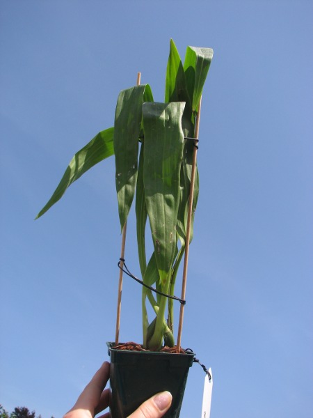 Zygopetalum Barbel Hohn.JPG