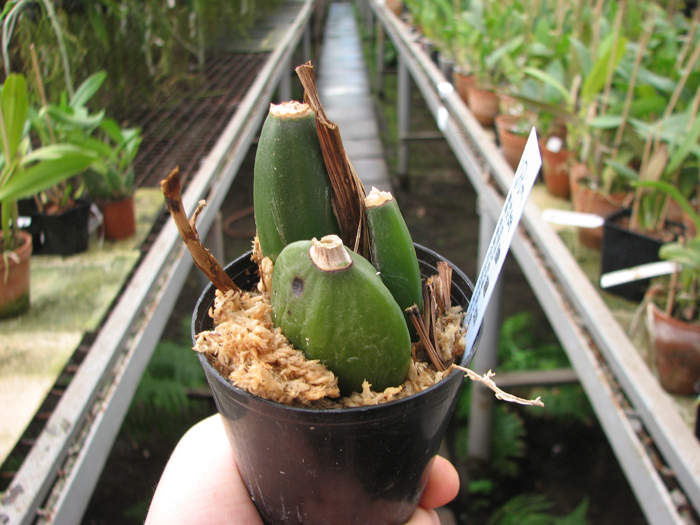 Lycaste Miyako.jpg