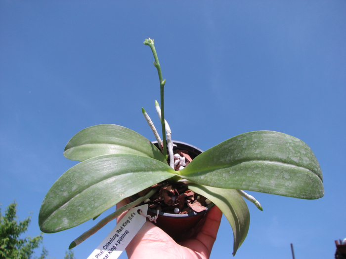 Phalaenopsis Chienlung Red King (Ld's Bear King x pulchra).jpg