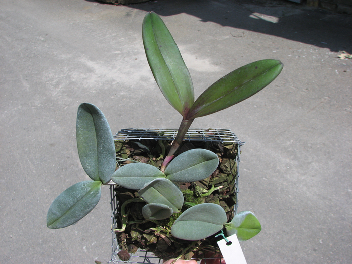 Cattleya schilleriana 'Biriricas' x Cattleya schilleriana 'Olinda'.jpg