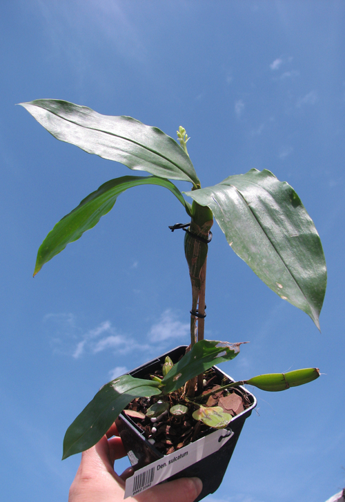 Dendrobium sulcatum.jpg