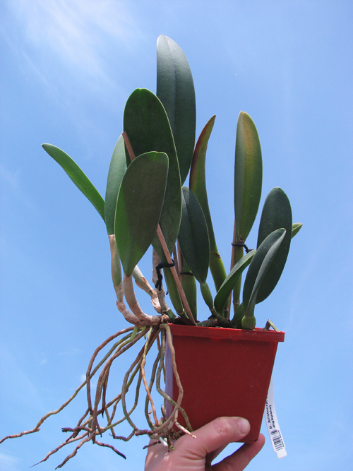 Brassavola Aristocrat (Brassavola glauca x digbyana).jpg