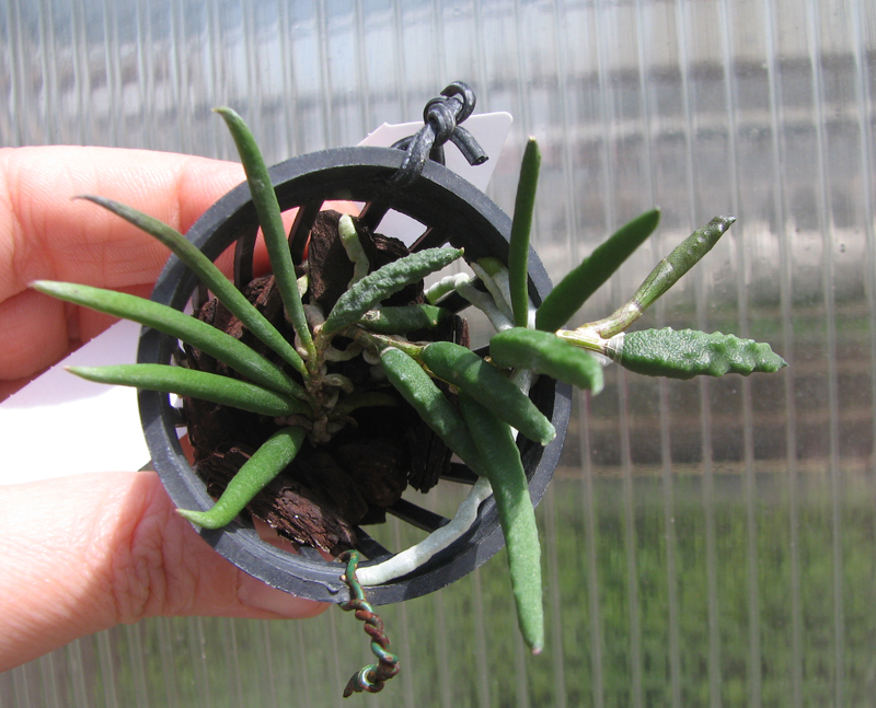 Dendrobium cucumerinum.jpg
