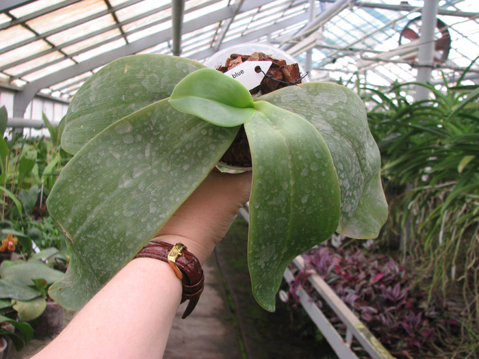 Phalaenopsis gigantea x violacea blue.jpg