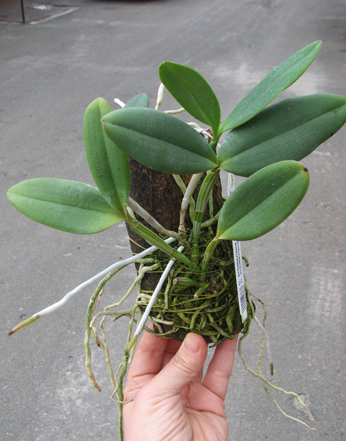 Cattleya schilleriana escura 'Jucu' x Cattleya schilleriana 'Paredao'.jpg