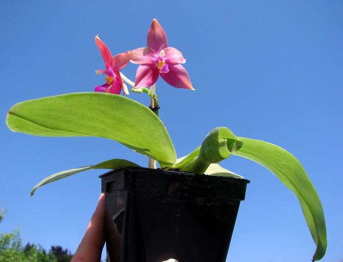 Phalaenopsis Jennifer Palermo (C1 type) x Phalaenopsis LD's Bear Queen.JPG