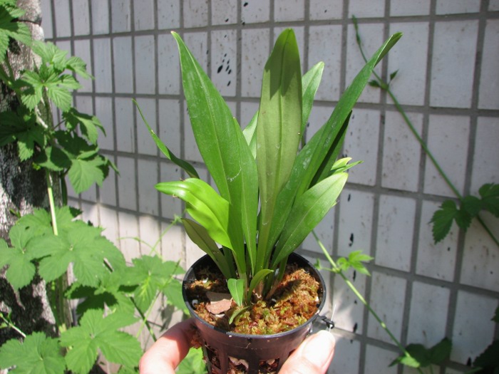 Dracula wallisii.JPG