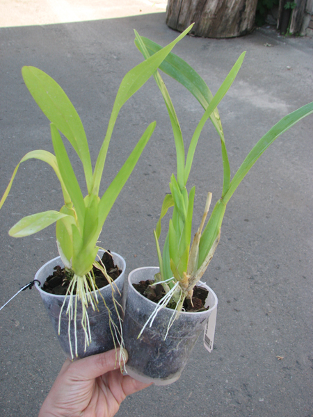 Miltonia spectabilis.jpg