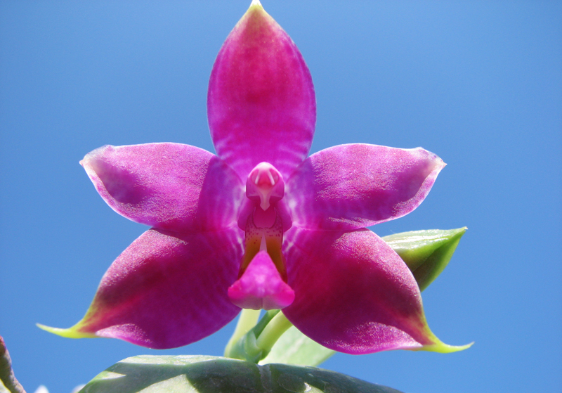 Phalaenopsis violacea 'Red'.jpg