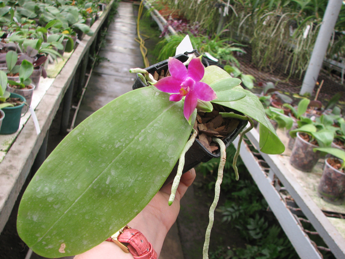 Phalaenopsis violacea 'Red'.jpg