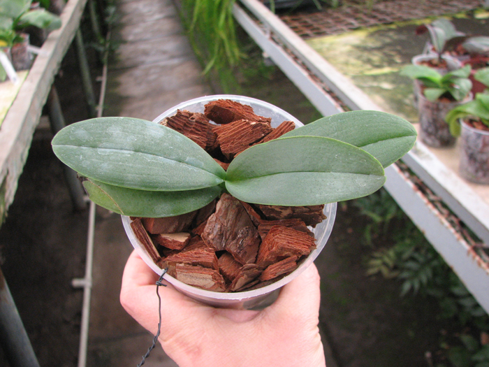 Phalaenopsis lueddemanniana 'KF#8'.jpg