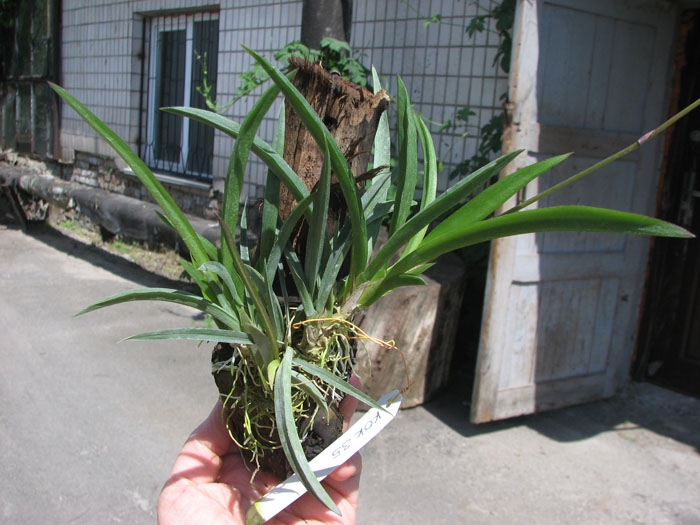 Oncidium (Tolumnia) hybrids.jpg