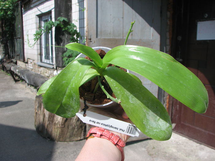 Phalaenopsis hieroglyphica var flava.jpg