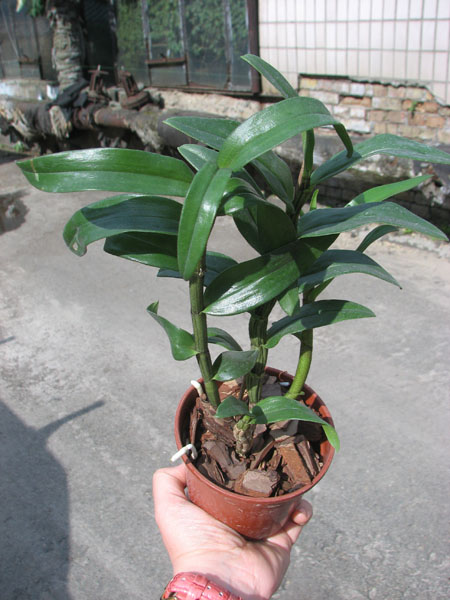 Dendrobium draconis.jpg