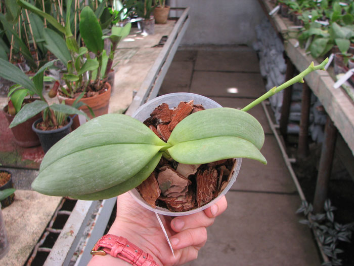 Phalaenopsis Auspice Knight 'Malayan'.jpg