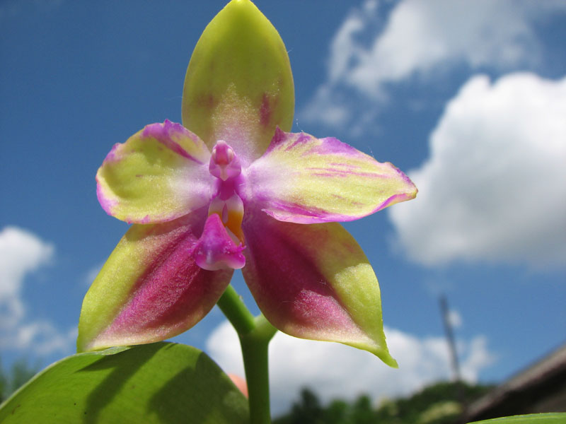 Phalaenopsis Jennifer Palermo x Phalaenopsis LD's Bear Queen.jpg