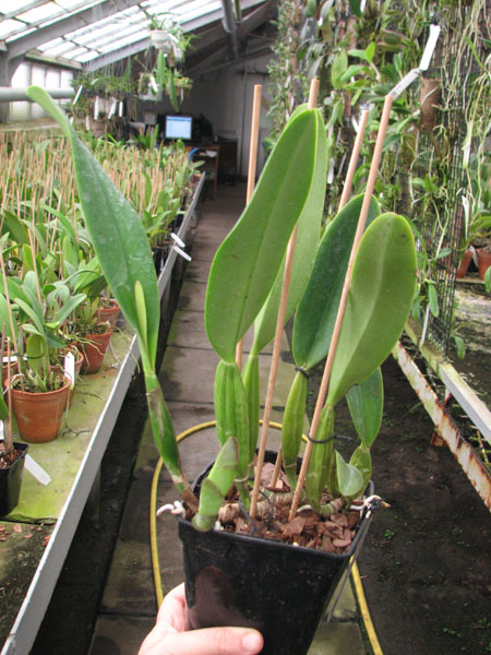 Cattleya trianae 'Junio' (12-8) x Cattleya trianae 'Sangre de Toro II' (25-8).jpg
