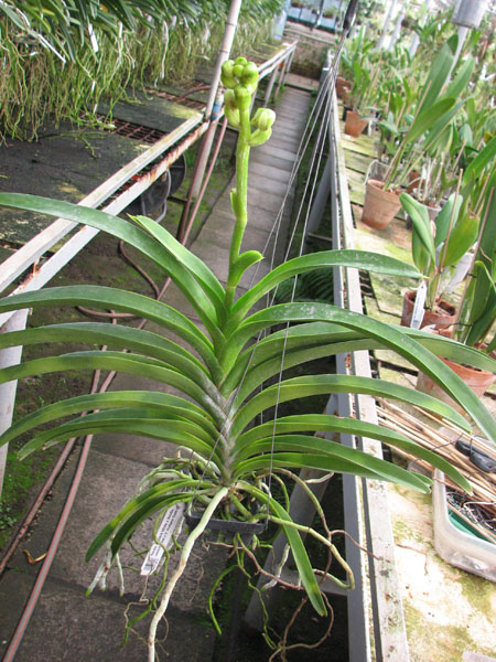 Ascocenda Krailerk White x Ascocenda Jakkrit Gold x Vanda Kultana Gold.jpg