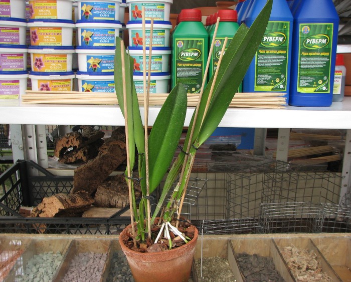 Cattleya schroederae.JPG