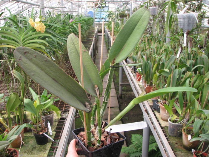 Cattleya maxima.JPG