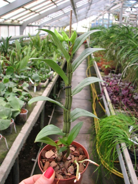 Dendrobium draconis.JPG