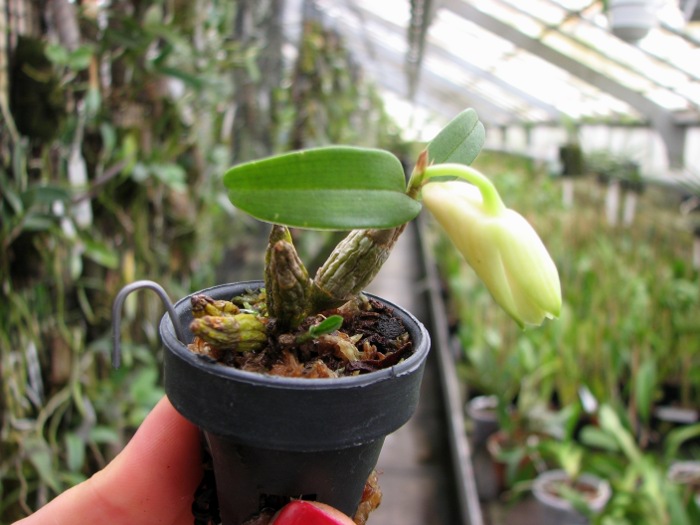 Dendrobium christyanum.JPG