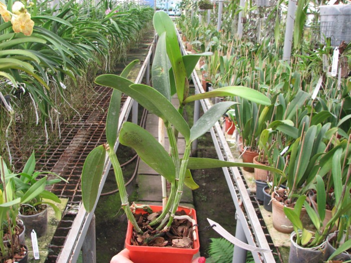 Cattleya Green Emerald 'Orchid Queen' (Cattleya Elizabeth Mahon x Cattleya Thospol Spot).JPG